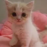 スコティッシュフォールド(立ち耳)