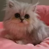 ペルシャ(チンチラ)