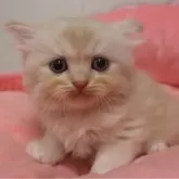 スコティッシュフォールド(立ち耳)