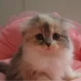 スコティッシュフォールド(折れ耳)
