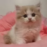 スコティッシュフォールド(立ち耳)