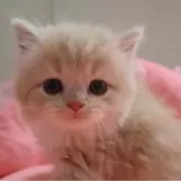 スコティッシュフォールド(立ち耳)
