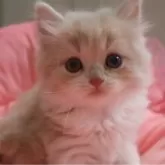 スコティッシュフォールド(立ち耳)