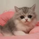 ミヌエット(長足)