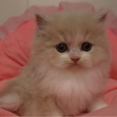 スコティッシュフォールド(立ち耳)