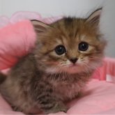 スコティッシュフォールド(立ち耳)