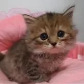 スコティッシュフォールド(立ち耳)