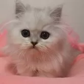 ペルシャ(チンチラ)