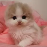 スコティッシュフォールド(折れ耳)