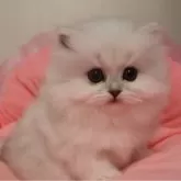 ペルシャ(チンチラ)