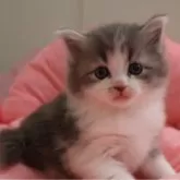 ノルウェージャンフォレストキャット