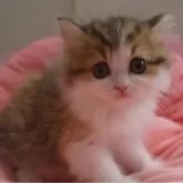 ミヌエット(長足)