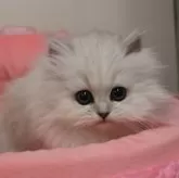 ペルシャ(チンチラ)