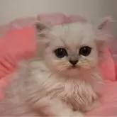 ペルシャ(チンチラ)