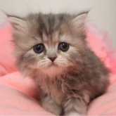 ミヌエット(長足)