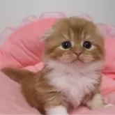 スコティッシュフォールド(折れ耳)