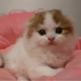 スコティッシュフォールド(折れ耳)