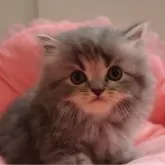 スコティッシュフォールド(立ち耳)