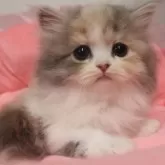 スコティッシュフォールド(立ち耳)