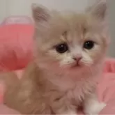 スコティッシュフォールド(立ち耳)