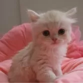 スコティッシュフォールド(立ち耳)