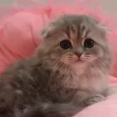 スコティッシュフォールド(折れ耳)【東京都・女の子・2025年2月28日・ブルークリーム&ホワイト】の写真1