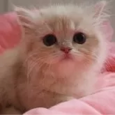 スコティッシュフォールド(立ち耳)