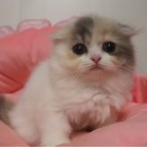 スコティッシュフォールド(折れ耳)