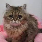 ペルシャ(チンチラ)