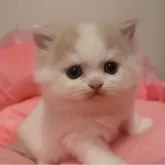 スコティッシュフォールド(立ち耳)