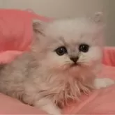 ペルシャ(チンチラ)