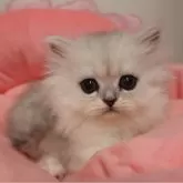 ペルシャ(チンチラ)