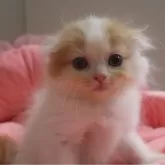 スコティッシュフォールド(折れ耳)