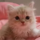 スコティッシュフォールド(立ち耳)