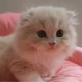 スコティッシュフォールド(折れ耳)