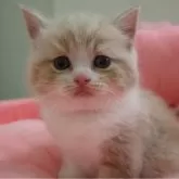 スコティッシュフォールド(立ち耳)