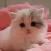 スコティッシュフォールド(立ち耳)