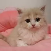 スコティッシュフォールド(立ち耳)