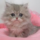 ペルシャ(チンチラ)