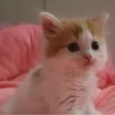 スコティッシュフォールド(立ち耳)