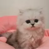 ペルシャ(チンチラ)