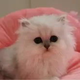 ペルシャ(チンチラ)
