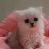ペルシャ(チンチラ)