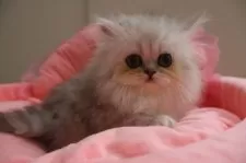 ペルシャ(チンチラ)【東京都・女の子・2025年3月30日・チンチラシルバー】の写真2