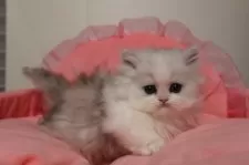 ミヌエット(短足)【東京都・男の子・2026年1月16日・チンチラシルバー】の写真2