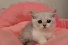 ミヌエット(短足)【東京都・女の子・2025年8月30日・チンチラシルバー】の写真2