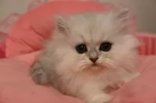 ペルシャ(チンチラ)【東京都・女の子・2025年10月17日・チンチラシルバー】の写真2