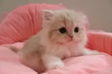 スコティッシュフォールド(立ち耳)【東京都・女の子・2025年1月17日・クリームタビー&ホワイト】の写真2