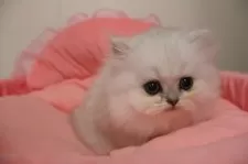 ペルシャ(チンチラ)【東京都・女の子・2025年10月17日・チンチラシルバー】の写真2