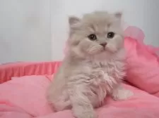 スコティッシュフォールド(立ち耳)【東京都・女の子・2025年10月31日・クリームタビー】の写真2